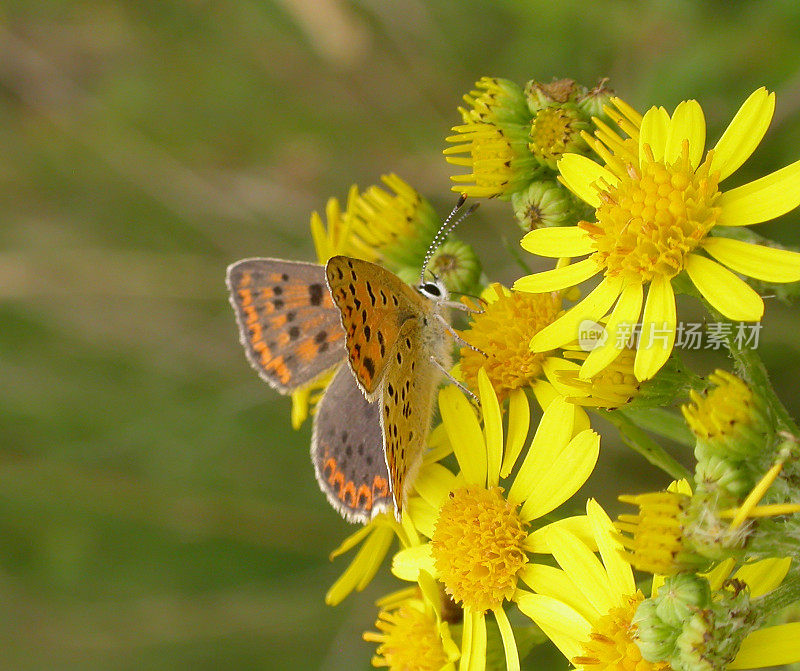 灰铜蝶(Lycaena tityrus)雌性